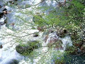 石垣島の観光を満喫する格安レンタカー