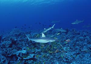 小豆島フェリーで楽しむ3時間ほどの船旅